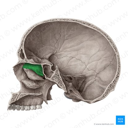 <p>What feature of the skull is this? </p>