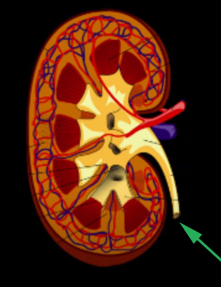 <p><br><span>What product exits here at the junction of the arrow and this portion of the kidney?</span></p>
