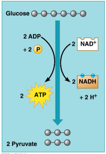 <ul><li><p>Takes place int he cytosol</p></li><li><p>Breaks glucose into two molecules of pyruvate</p></li><li><p>9 chemical steps (product of one reaction is reactant for the next, different enzyme each time)</p></li><li><p>Two molecules of NAD+ are reduced to two molecules of NADH</p></li><li><p>Net gain of 2 molecules of ATP (2 ATP are used, 4 ATP are produced) </p></li></ul><p></p>