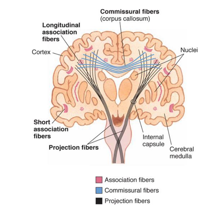 <p>Association fibres</p><p>Commissural fibres</p><p>Projection fibres</p>