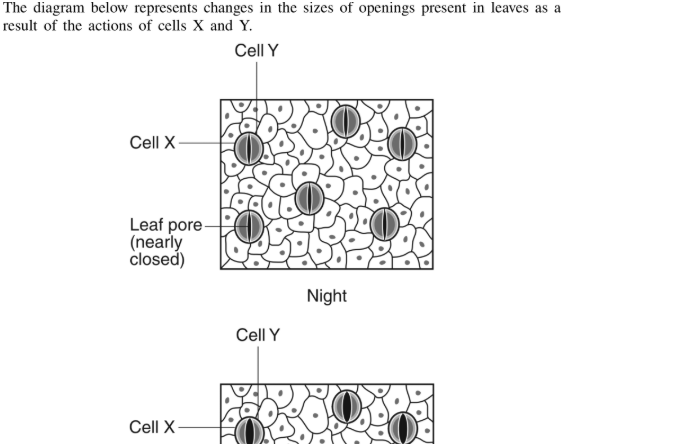 <p>The actions of cells X and Y help the plant to </p>