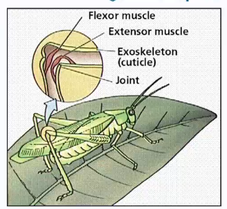 <p>Their appendages are modified for the functions.</p>
