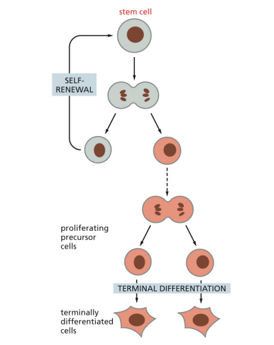 <p>they are undifferentiated self-renewing cells that produce daughter cells that can either differentiate or retain the stem cell potential of the parental cell</p>
