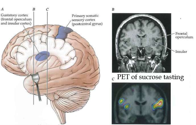 <p><span>Gustatory cortex = insular + operculum</span></p>