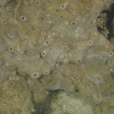 <p>PORIFERA</p>