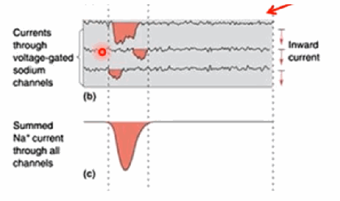 <p>Each individual voltage-gated Na+ channel opens at a slightly different time, producing a variable inward current (different Na+ flux). Summing across all the open channels (potentially thousands) produces a smooth, clean summed Na+ current trace.</p>