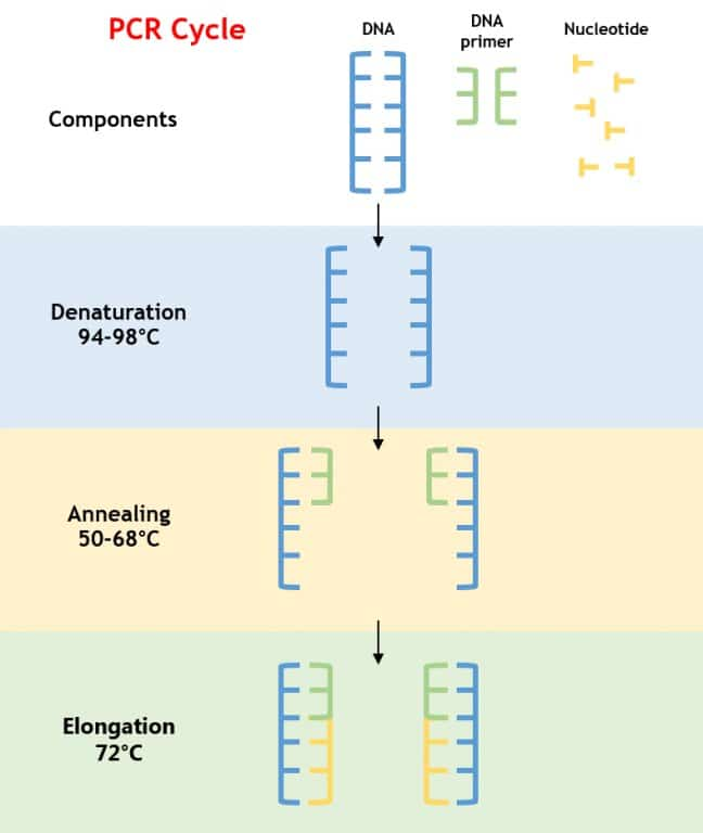 <ol><li><p>Denaturation — at 94-96°C</p></li><li><p>Annealing — at ~68°C</p></li><li><p>Elongation — at ~72°C</p></li></ol><p></p>