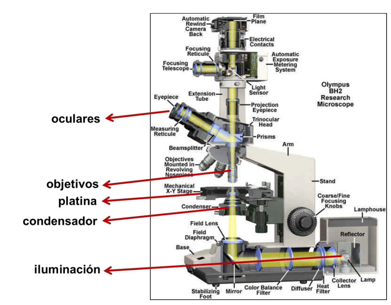 <p>Microscopía óptica <strong>convencional</strong></p>