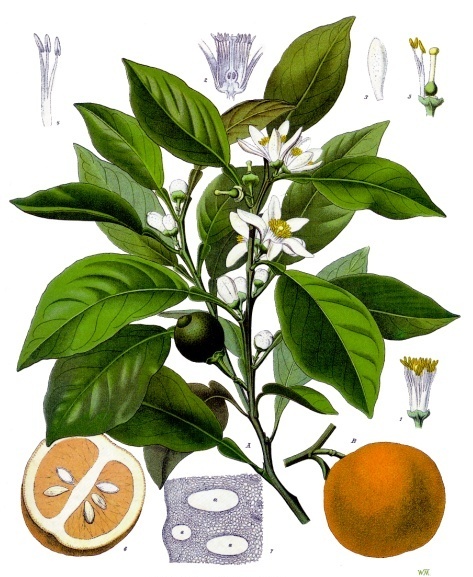 <p>Le bigaradier, dont les fleurs (Néroli) et feuilles (petitgrain) sont sédatives, tandis que le péricarpe stimule l'appétit.</p>