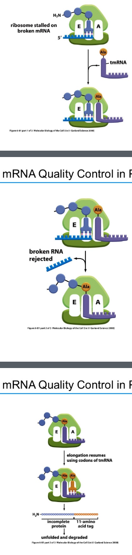 <ul><li><p>Ribosomes stall on broken or incomplete  mRNAs and do not release</p></li><li><p>A special RNA <strong>tmRNA</strong> is recruited to the A site</p></li><li><p>Carries an <strong>alanine amino acid</strong></p></li><li><p>Acts as both tRNA and mRNA</p></li><li><p>Broken mRNA is released</p></li><li><p>Alanine is added onto the polypeptide  from the tmRNA, which acts like a tRNA but with no anticodon-codon binding</p></li><li><p>The ribosome translates 10 codons  from the tmRNA, which now acts as an mRNA</p></li><li><p>The 11 amino acid tag is recognized by proteases that degrade the entire protein</p><ul><li><p>11th codon is the stop codon</p></li></ul></li></ul><p></p>