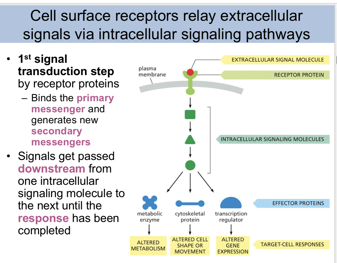 <p>circle is _ to triangle </p>