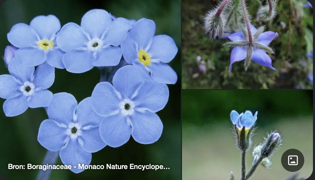 <p>Kenmerken:</p><ul><li><p><strong>Beharing:</strong> Planten zijn opvallend <strong>ruw behaard</strong> (stijve, borstelige haren op stengels en bladeren).</p></li><li><p><strong>Bloeiwijze:</strong> Typische opgerolde bloeiwijze die tijdens de bloei ontrolt, een <strong>schicht</strong> genoemd (lijkt op een schorpioenstaart).</p></li><li><p><strong>Bloem:</strong> Vijftallig met vergroeide kroonbladen, vaak met keelschubben in de opening van de kroonbuis. Bloemen verkleuren dikwijls van roze/rood naar blauw tijdens de bloei.</p></li></ul><p></p>