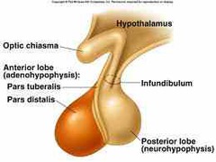 <p>osmoreceptors (sensory neurones) found in the *hypothalamus* monitor the water potential of the blood</p><p>if they detect a *decrease* in blood water potential, nerve impulses are sent to the *posterior pituitary gland*</p><p>nerve impulses stimulate posterior pituitary gland to release *ADH* </p><p>*ADH* causes kidneys to reabsorb more water, reducing water loss in urine</p>