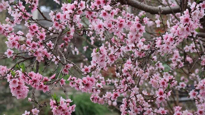 <p>Prunus persica</p>