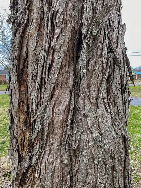 <p>Silver Maple </p><ul><li><p>70ft tall trees </p></li><li><p>Hardy to zone 3</p></li><li><p>Fast growing + weak wooded </p></li><li><p>Great for open areas </p></li><li><p>Native in Maine - Broad distribution </p></li><li><p>Vertically fissured + peeling bark </p></li><li><p>No petals on flowers </p></li><li><p>Pubescence on bud scales </p></li><li><p>Almost always yellow in the fall </p></li><li><p>Simple + palmately veined leaves </p></li><li><p>Deep angular notches between five lobes </p></li><li><p>Long slender stalks of leaves - light breeze can produce striking effect as silver undersides are exposed </p></li></ul><p></p><p></p>