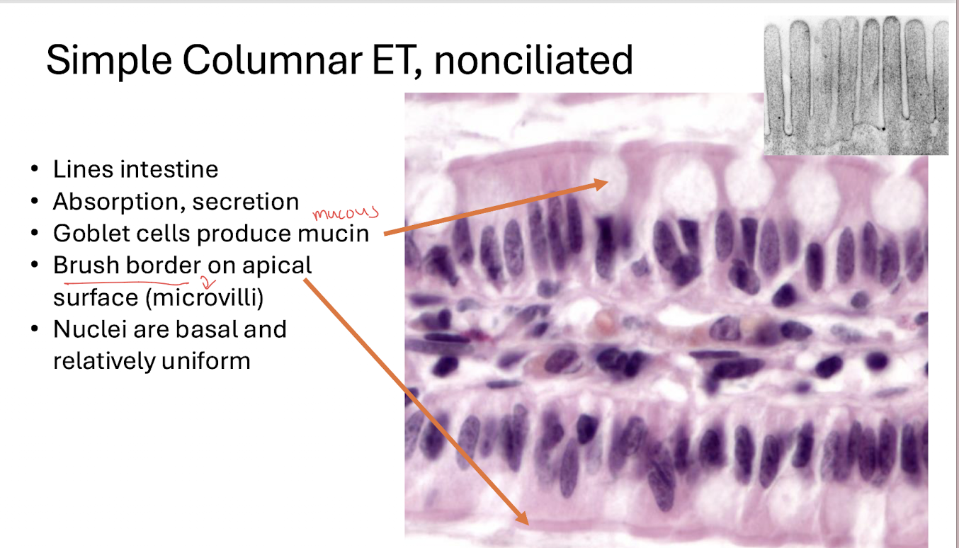 <p>Absorption & Secretion*</p>
