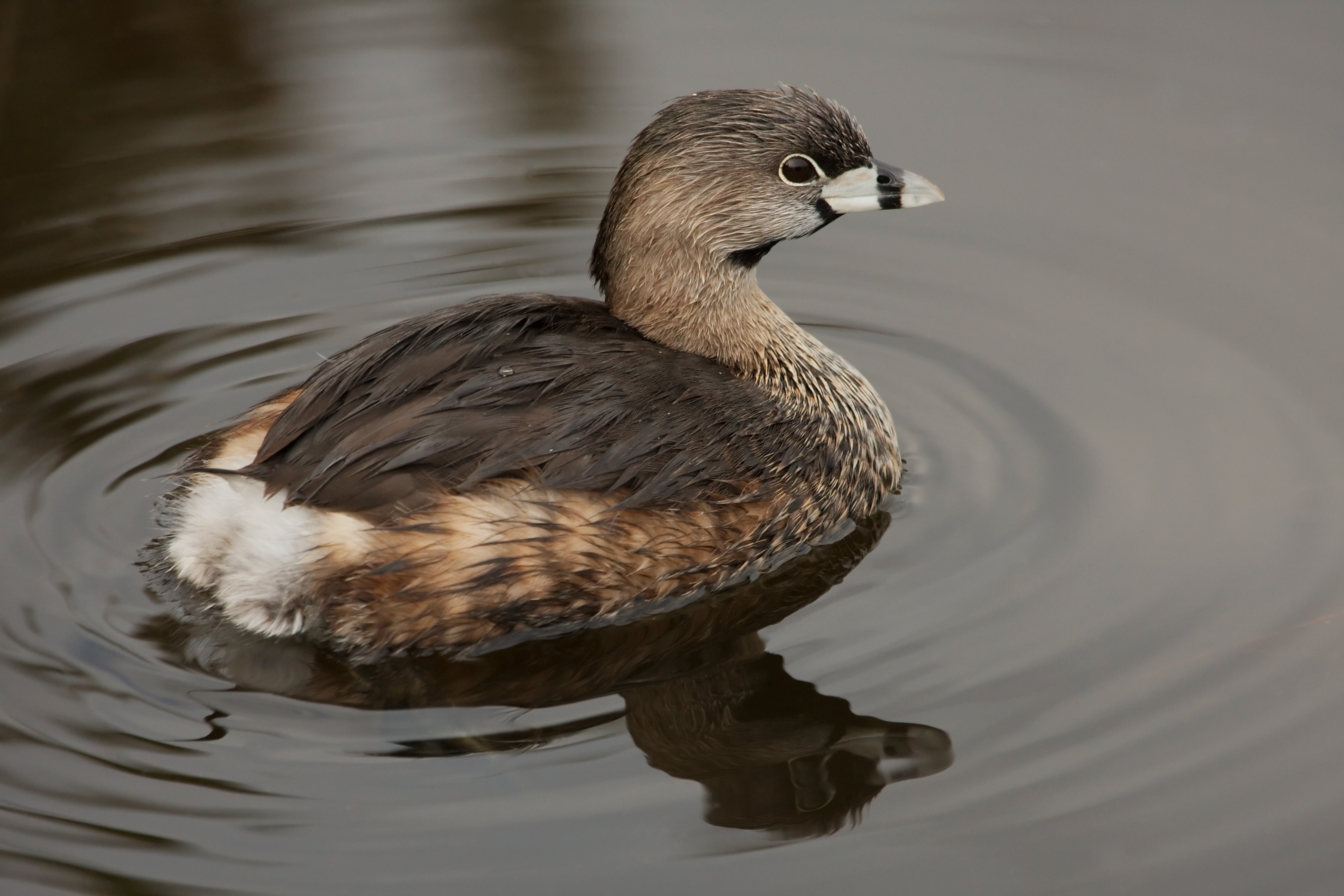 <p>Pied-billed Grebe</p>