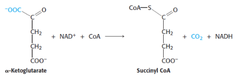 <p>4th reaction of citric acid/kreb cycle</p><p><span style="background-color: transparent;">catalised by <strong>α-ketoglutarate dehydrogenase complex</strong>, an organized assembly of 3 kinds of enzymes that is structurally similar to the pyruvate dehydrogenase complex</span></p>