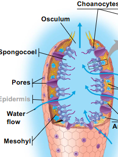<p>How do sponges feed?</p>