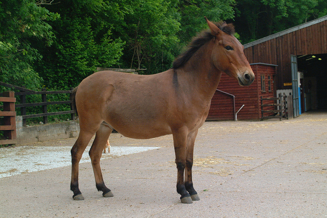 <p>hinny</p>