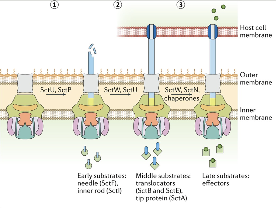 <p>A nano-scale needle complex that injects bacterial effector proteins into host cells.</p>