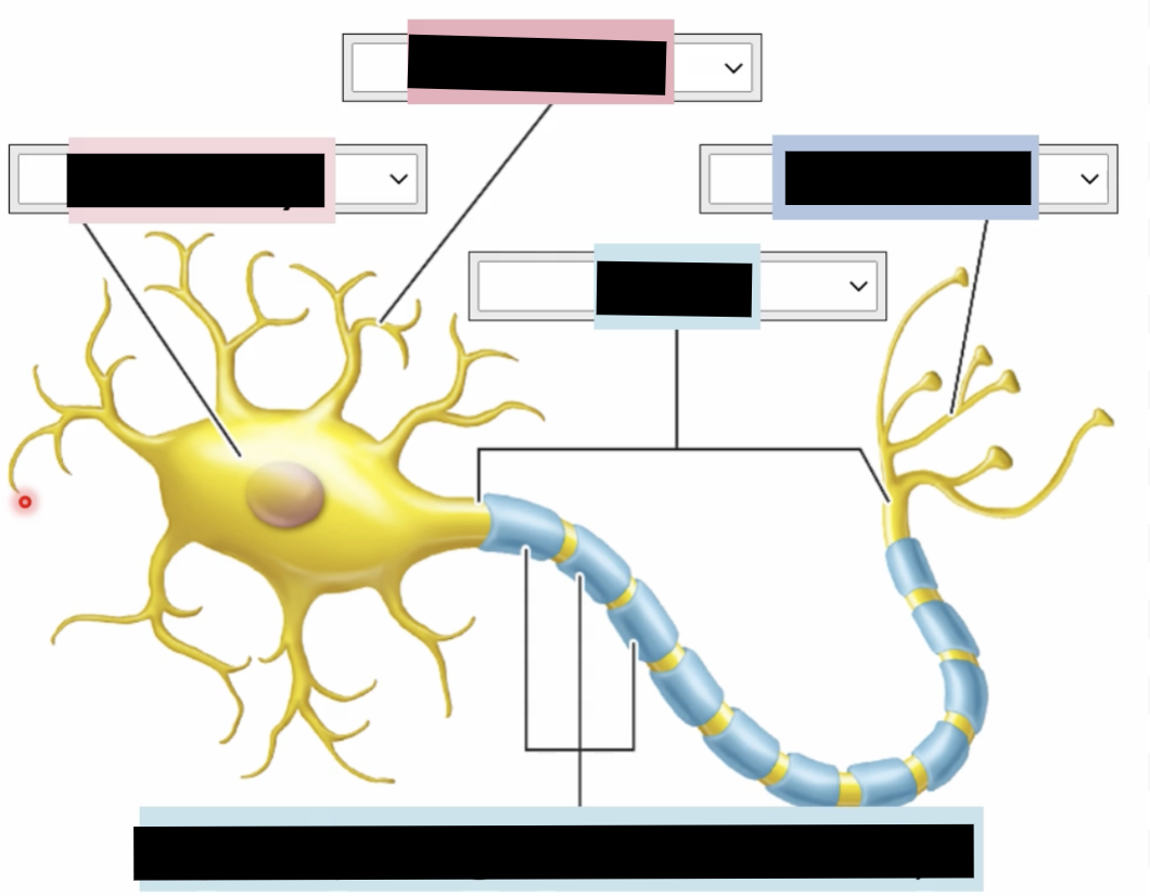 <p><span style="background-color: transparent;">What are the parts of a neuron?</span></p>