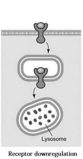 <p>Lyosomiale degradatie of verminderde expressie → globaal aantal receptoren daalt</p>