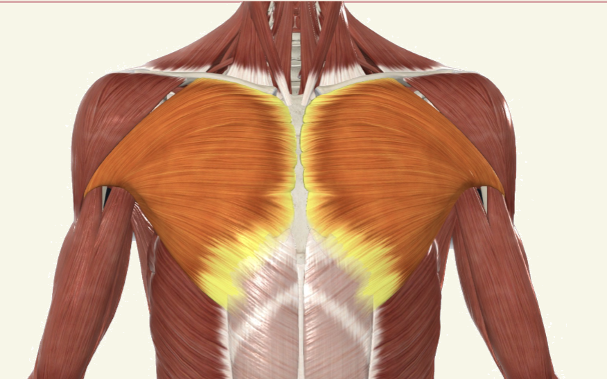 <p>pectoralis major Actions</p>