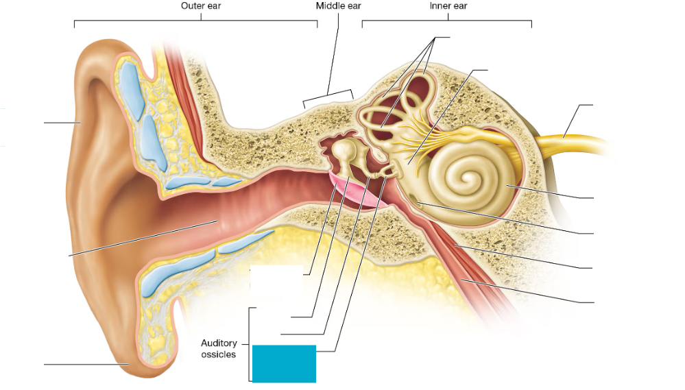 <p>Small middle ear bone (stirrup) that transmits vibrations from the incus to the inner ear</p>
