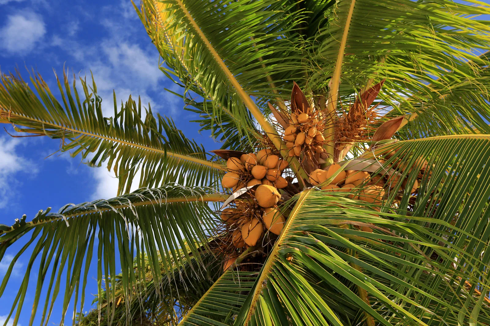 <p><strong>Common Name</strong>: <span style="background-color: transparent; font-family: "Helvetica Neue", sans-serif;">Coconut, Coconut Palm</span></p><p><strong>Parts Used</strong>: <span style="background-color: transparent; font-family: "Helvetica Neue", sans-serif;">Husk, pulp, flower, water, roots</span></p><p><strong>Traditional Use/s</strong>: For diarrhea, amenorrhea, venereal diseases, etc.; oil for hair loss and wound healing</p><p><strong>Medicinal Use/s</strong>: anthelminthic, anti-inflammatory, antinociceptive, antioxidant, antifungal, antimicrobial, antitumor, etc.</p><p><strong>Major Metabolites</strong>: Alkaloids, tannins, flavonoids, triterpenes, steroids, alkaloids, triterpenes; lauric acid (fatty acids)</p>