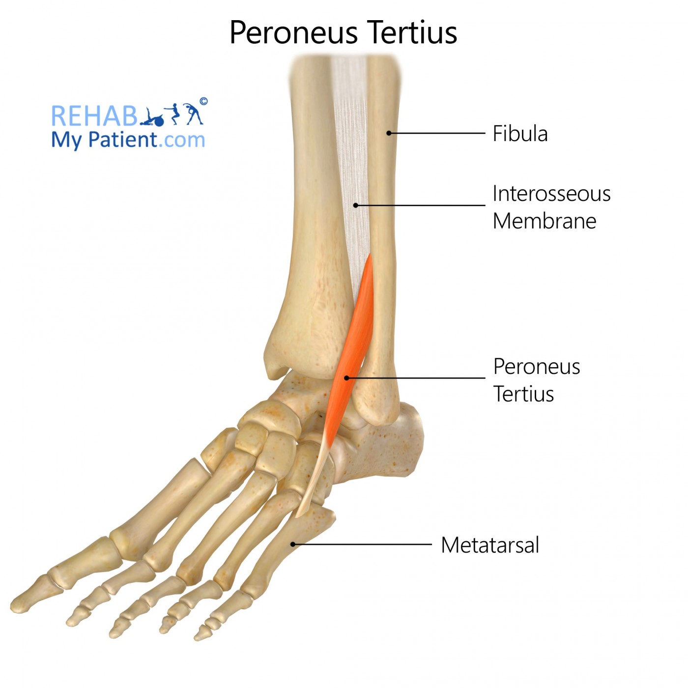 <p>Proximal Attachment (O): Inferior third of anterior surface of fibula and interosseous membrane</p><p>Distal Attachment (I): Dorsum of base of 5th metatarsal</p><p>Nerve: Deep fibular nerve (L5, S1)</p><p>Action: Dorsiflexes ankle joint and aids in eversion of subtalar joint</p>