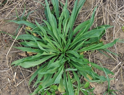 <p>Identify the weed</p>
