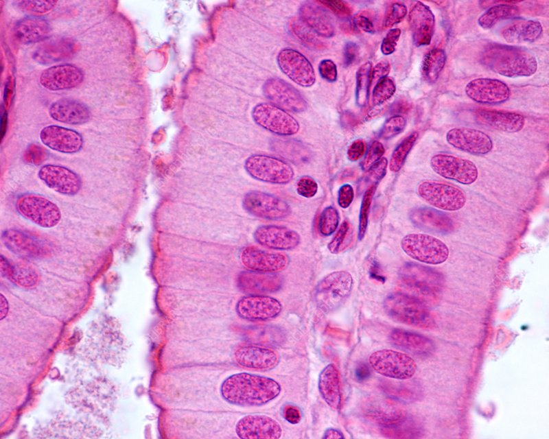 <p>what tissue is this?</p>
