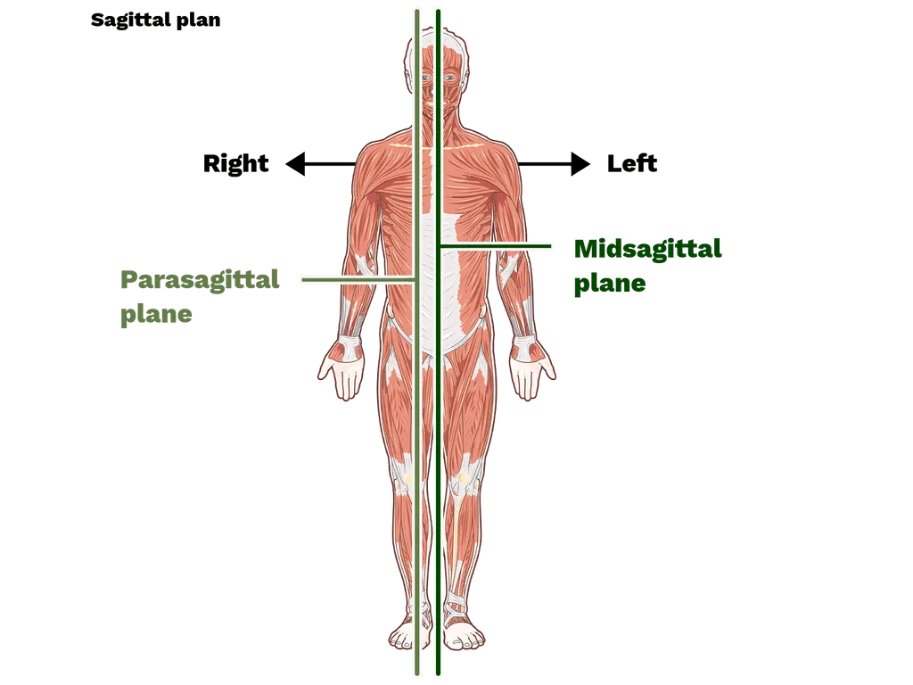 <p>Parasagittal Plane</p>