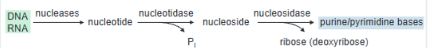 <p>Ez that breaks down DNA/RNA polymers </p>