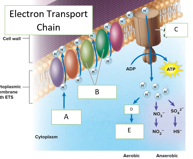<p>What belongs in box A</p>
