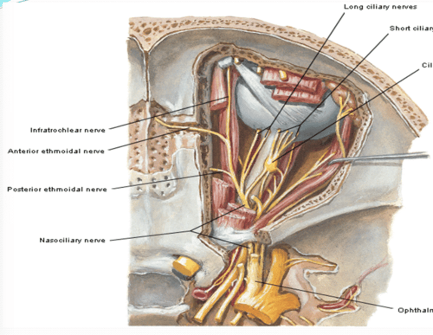 <p>what does the long ciliary nerve of the nasociliary nerve innervate?</p>