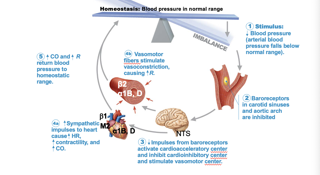 <p>β2 receptor (vessels)</p>