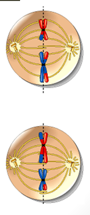 <p>cell moves directly to metaphase → no DNA replication & no formal organization of nucelus</p><p>chromosomes move to center</p><p>centromeres align on equator</p><p>spindle fibres attach to centromeres</p>