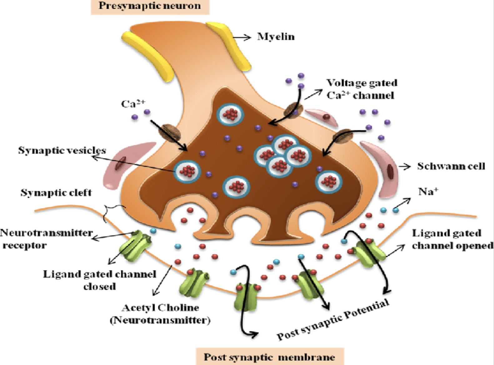 <p><strong>Specific Synapses: Cholinergic Synapse</strong></p><ul><li><p>What neurotransmitter is used at cholinergic synapses?</p></li><li><p>What type of receptors are found at cholinergic synapses?</p><ul><li><p>What ion movement occurs at cholinergic synapses?</p><ul><li><p>Are cholinergic synapses excitatory or inhibitory?</p></li></ul></li></ul></li></ul><p></p>