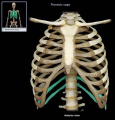 <p>no attachment to the sternum; how many pairs are there?</p>