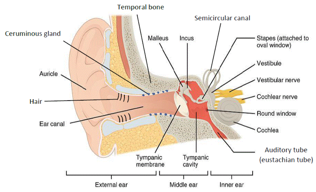 <p>Ceruminous (Earwax)</p>