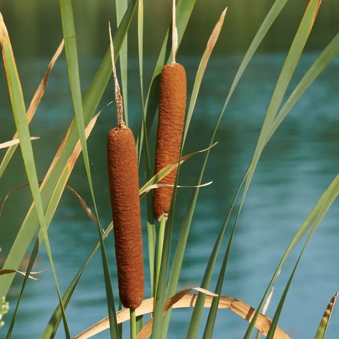 <p><span>Broadleaf cattail </span></p>