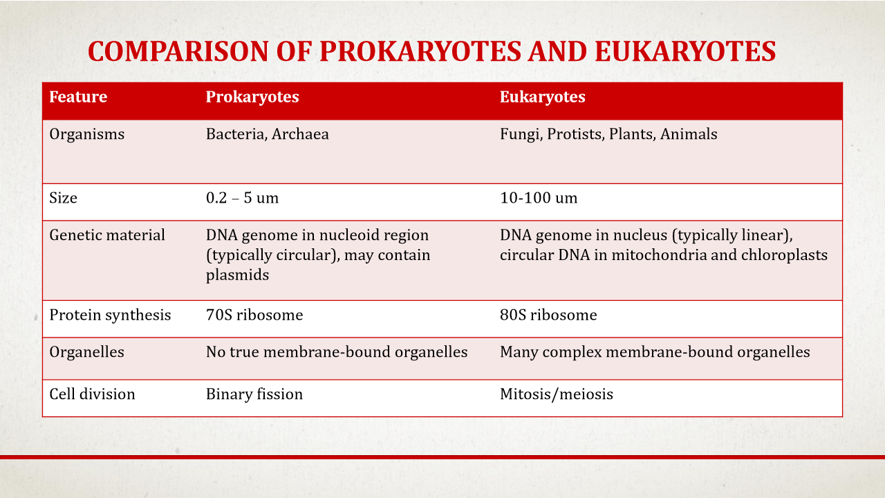 <p><span><em>ote: These are general guidelines; exceptions exist in microbiology (e.g., some bacteria are larger than 10 (\mu)m, and others have linear genomes rather than circular)</em></span>.</p><table style="min-width: 75px;"><colgroup><col style="min-width: 25px;"><col style="min-width: 25px;"><col style="min-width: 25px;"></colgroup><tbody><tr><td colspan="1" rowspan="1" style="border-width: 0pt; vertical-align: top; width: 0.968in; padding: 4pt;"><p><span><strong>Feature</strong></span></p></td><td colspan="1" rowspan="1" style="border-width: 0pt; vertical-align: top; width: 1.6076in; padding: 4pt;"><p><span><strong>Prokaryotes</strong></span></p></td><td colspan="1" rowspan="1" style="border-width: 0pt; vertical-align: top; width: 1.1652in; padding: 4pt;"><p><span><strong>Eukaryotes</strong></span></p></td></tr><tr><td colspan="1" rowspan="1" style="border-width: 0pt; vertical-align: top; width: 0.968in; padding: 4pt;"><p><span><strong>Typical Size</strong></span></p></td><td colspan="1" rowspan="1" style="border-width: 0pt; vertical-align: top; width: 1.627in; padding: 4pt;"><p>Smaller: <span><strong>0.2 to 5 micrometers ((\mu)m)</strong></span></p></td><td colspan="1" rowspan="1" style="border-width: 0pt; vertical-align: top; width: 1.1972in; padding: 4pt;"><p>Larger: <span><strong>10 to 100 micrometers ((\mu)m)</strong></span></p></td></tr><tr><td colspan="1" rowspan="1" style="border-width: 0pt; vertical-align: top; width: 0.968in; padding: 4pt;"><p><span><strong>Genomic DNA</strong></span></p></td><td colspan="1" rowspan="1" style="border-width: 0pt; vertical-align: top; width: 1.6076in; padding: 4pt;"><p><span><strong>Circular</strong></span> genome residing in the <span><strong>cytoplasm (nucleoid)</strong></span>; often contains <span><strong>plasmids</strong></span></p></td><td colspan="1" rowspan="1" style="border-width: 0pt; vertical-align: top; width: 1.2694in; padding: 4pt;"><p><span><strong>Linear</strong></span> genome stored inside a <span><strong>membrane-bound nucleus</strong></span></p></td></tr><tr><td colspan="1" rowspan="1" style="border-width: 0pt; vertical-align: top; width: 0.968in; padding: 4pt;"><p><span><strong>Ribosome Size</strong></span></p></td><td colspan="1" rowspan="1" style="border-width: 0pt; vertical-align: top; width: 1.6076in; padding: 4pt;"><p><span><strong>70S</strong></span> ribosomes</p></td><td colspan="1" rowspan="1" style="border-width: 0pt; vertical-align: top; width: 1.1652in; padding: 4pt;"><p><span><strong>80S</strong></span> ribosomes</p></td></tr><tr><td colspan="1" rowspan="1" style="border-width: 0pt; vertical-align: top; width: 0.9736in; padding: 4pt;"><p><span><strong>Membrane-bound Organelles</strong></span></p></td><td colspan="1" rowspan="1" style="border-width: 0pt; vertical-align: top; width: 1.6076in; padding: 4pt;"><p><span><strong>Absent</strong></span> (though some have useful internal membrane invaginations)</p></td><td colspan="1" rowspan="1" style="border-width: 0pt; vertical-align: top; width: 1.1652in; padding: 4pt;"><p><span><strong>Present</strong></span> (true organelles)</p></td></tr><tr><td colspan="1" rowspan="1" style="border-width: 0pt; vertical-align: top; width: 0.9875in; padding: 4pt;"><p><span><strong>Cell Division</strong></span></p></td><td colspan="1" rowspan="1" style="border-width: 0pt; vertical-align: top; width: 1.6076in; padding: 4pt;"><p><span><strong>Binary fission</strong></span> (rapid division)</p></td><td colspan="1" rowspan="1" style="border-width: 0pt; vertical-align: top; width: 1.1652in; padding: 4pt;"><p><span><strong>Mitosis and meiosis</strong></span></p></td></tr></tbody></table><p></p>