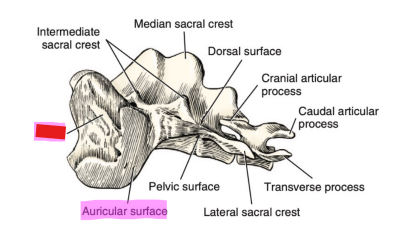 <p>Q: The enlarged lateral part of the sacrum with a rough auricular surface that articulates with the ilium is called the …… </p><p>A. Promontory </p><p>B. Median Sacral Crest </p><p>C. Auricular crest </p><p>D. Wing</p>
