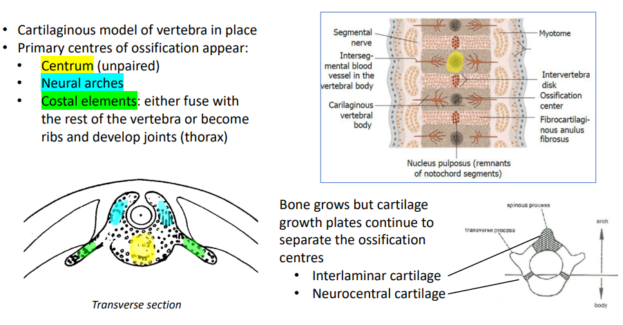 <ol><li><p>cartilaginous model of vertebrae in place</p></li><li><p>primary centres of ossification appear: centrum (unpaired), neural arches and costal elements (fuse with rest of vertebrae or become ribs and develop joints)</p></li><li><p>bone grows but cartilage growth plates continue to separate the ossification centres (Interlaminar cartilage and Neurocentral cartilage)</p></li></ol><p></p>