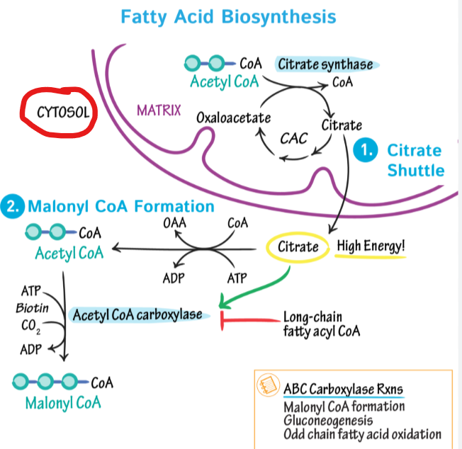 <p>Unlike beta-oxidation, which occurs in the mitochondria, where does fatty acid synthesis occur</p>