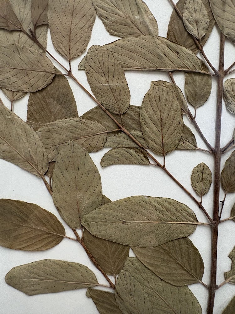 <ul><li><p>prominent leaf venation</p></li><li><p>opposite leaves</p></li><li><p>branches on central crown</p></li></ul><p></p>
