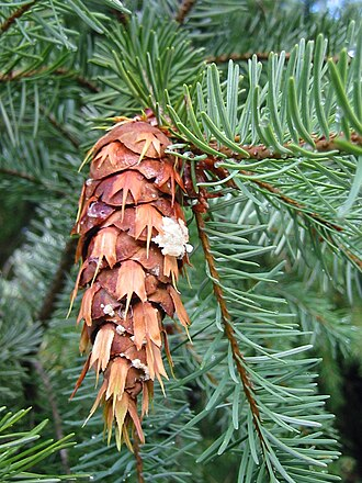 <p>Daglezja zielona</p><p>Pseudotsuga menziesii</p>
