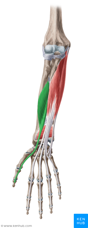 <p>Flexor pollicis longus m. </p><ol><li><p>Origin</p></li></ol><ol><li><p>Insertion</p></li><li><p>Action</p></li></ol><p></p>